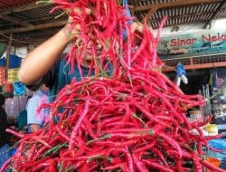 Pasca Bencana Sumbar, Pemprov Riau Khawatirkan Stock Cabai