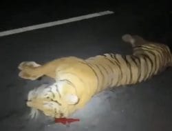 Terkait Beredarnya Harimau Tertabrak di TOL, BM Tol Permai Pastikan Itu Kejadiannya di Tol Malaysia