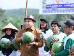 Manfaatkan Lahan Kosong, Petani Semangka di Siak Jual Hasil Panen Hingga Ke Jakarta