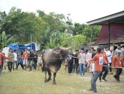 Jadi Tontonan Warga, Sapi Kurban Jokowi di Pekanbaru Riau Seberat 1 Ton