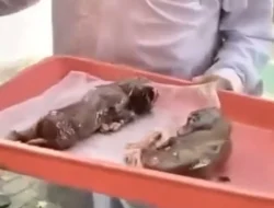 Sapi Jantan Beranak, Hebohkan Warga Pekanbaru Saat Pemotongan Hewan Kurban