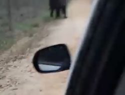 Gajah Liar Muncul di Jalan Lintas Perawang-Sungai Mandau Kabupaten Siak