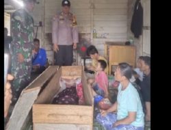 Karyawan Perkebunan Kelapa Sawit di Siak Tewas Diterkam Harimau, Kepala Terpisah dari Badan