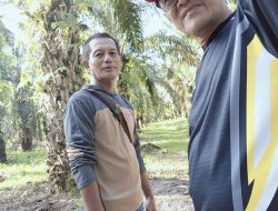 Marak Pencurian Buah Sawit di Simpang Trampol dan Desa Suka Karya, Pelaku Diduga Pecandu Narkoba