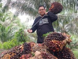 Harga TBS Sawit di Riau Mengalami Penurunan Tipis, Petani Diimbau Tetap Waspada