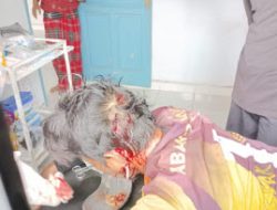 Diterkam Harimau Saat Istirahat Makan Siang, Warga Siak Alami Luka Serius