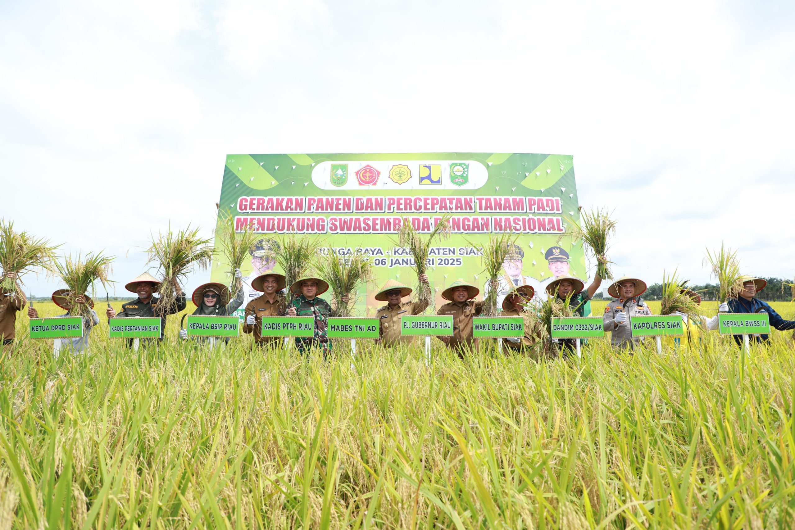 Panen Padi di Bungaraya, Sinergi Petani, Wabup Siak, dan Pj Gubernur Riau Panen Padi di Bungaraya, Sinergi Petani, Wabup Siak, dan Pj Gubernur Riau