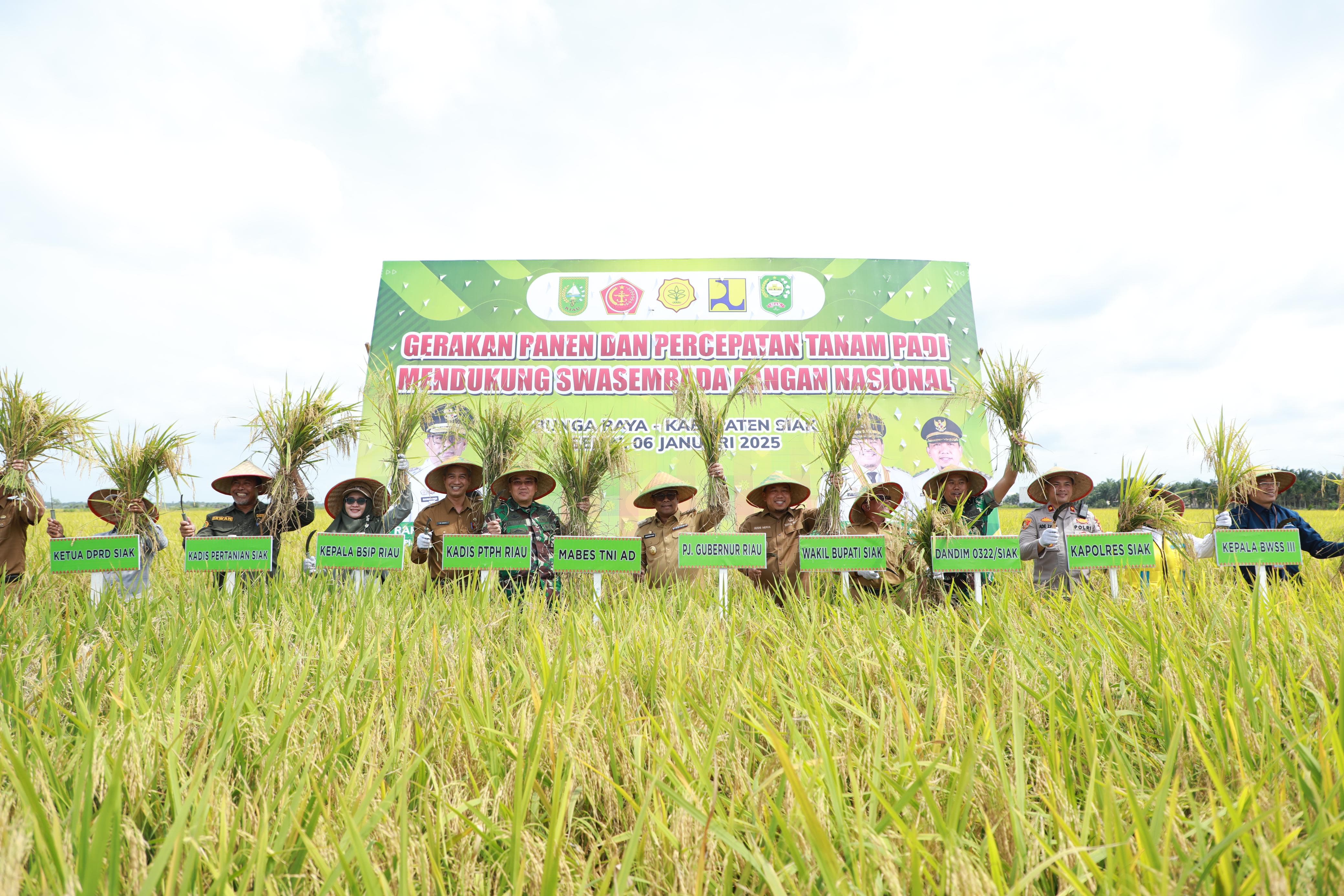 Panen Padi di Bungaraya, Sinergi Petani, Wabup Siak, dan Pj Gubernur Riau
