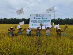 Optimalisasi Zakat, Baznas Riau Berhasil Tingkatkan Produksi Padi di Siak