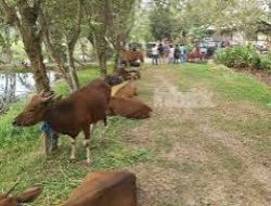 Hewan Kurban di Siak Tembus 2.756 Ekor, Tualang Pimpin Jumlah Terbanyak