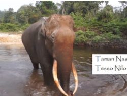 Satgas PKH Bongkar Kejanggalan SKT dan Dugaan Pungli dalam Penguasaan Lahan TNTN, Sejumlah Kades Dipanggil