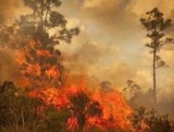 Karhutla Kembali Ancam Riau, 646 Hektar Lebih Lahan Terbakar Rohil Tertinggi