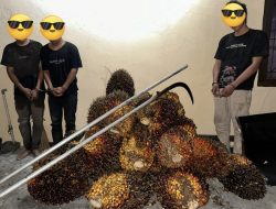 Tertangkap Basah, Tiga Pencuri TBS Digerebek Saat Beraksi di PT SIR Sei Lukut