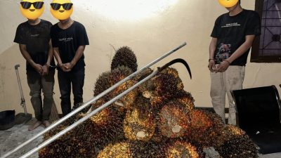 Tertangkap Basah, Tiga Pencuri TBS Digerebek Saat Beraksi di PT SIR Sei Lukut