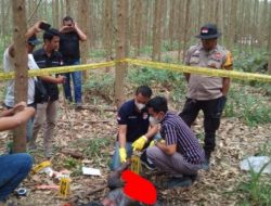 Mayat Pria Tanpa Identitas Ditemukan Membusuk di Kebun Akasia Pangkalan Gondai-Pelalawan