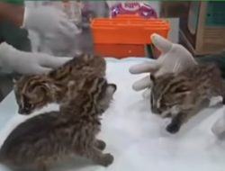 Jual Beli Satwa Dilindungi, Warga Pekanbaru Diringkus Polisi