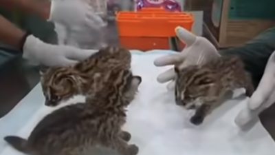 Jual Beli Satwa Dilindungi, Warga Pekanbaru Diringkus Polisi