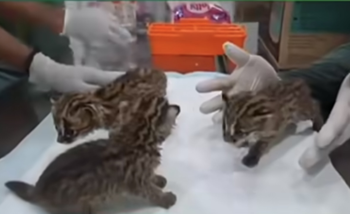 Jual Beli Satwa Dilindungi, Warga Pekanbaru Diringkus Polisi