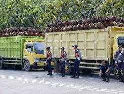 Puluhan Truk Sawit Overload Terjaring Razia Dishub Siak