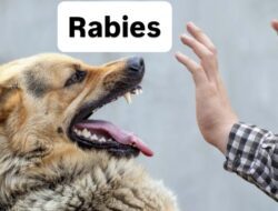 Warga Tualang Tewas Usai Digigit Anjing Liar, Dinkes Ungkap Hal Ini