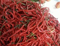 Harga Cabai Merah di Pasar Tuah Serumpun Tembus Rp110 Ribu, Emak-emak Menjerit