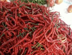 Pemprov Riau Gencarkan Operasi Pasar, Redam Lonjakan Harga Cabai Merah Pemicu Inflasi