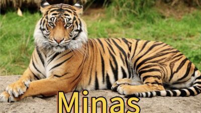 Dua Harimau Sumatera Berkeliaran di Minas Jaya, Warga Diminta Waspada dan Kurangi Aktivitas Malam Hari