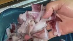 Cara Mengolah Menu Masakan Cumi Agar Tidak Alot dan Amis