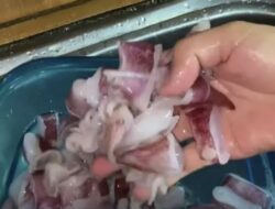 Cara Mengolah Menu Masakan Cumi Agar Tidak Alot dan Amis