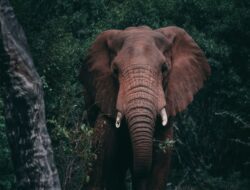 Bocah Korban Serangan Gajah di Rumbai Pekanbaru Citra (8) di Kabarkan Tutup Usia