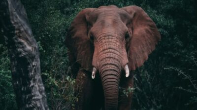Bocah Korban Serangan Gajah di Rumbai Pekanbaru Citra (8) di Kabarkan Tutup Usia