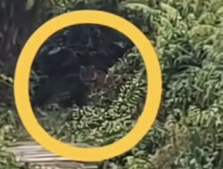 Harimau Kembali Muncul di Lintas Siak-Tanjung Buton, Video Viral Wargapun Panik