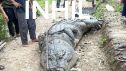 Polisi dan BKSDA Turun Tangan Evakuasi Buaya 7 Meter di Inhil