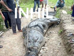 Polisi dan BKSDA Turun Tangan Evakuasi Buaya 7 Meter di Inhil