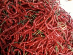 Pasca Bencana Sumbar, Pemprov Riau Datangkan Cabai Merah dari Pulau Jawa, Harganya Merakyat