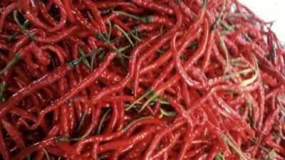 Pasca Bencana Sumbar, Pemprov Riau Datangkan Cabai Merah dari Pulau Jawa, Harganya Merakyat