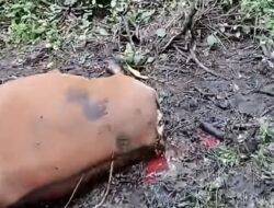 Sapi Warga Desa Dayun-Siak Kembali Dimangsa Harimau Sumatera