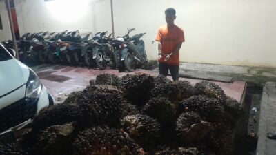 Curi 2 Ton TBS Milik PT AIP, Pemuda Tualang Timur Diringkus Polisi