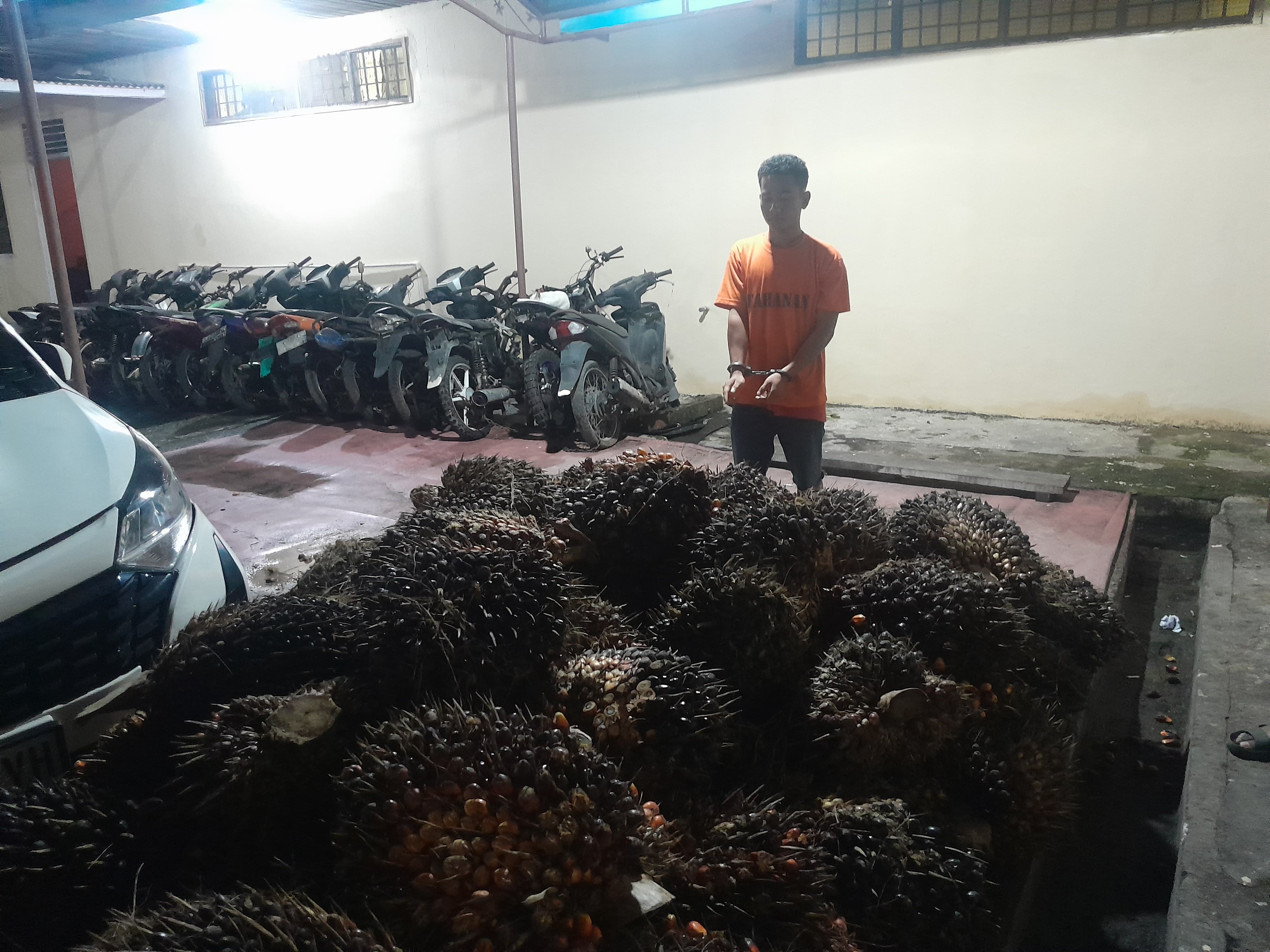 Curi 2 Ton TBS Milik PT AIP, Pemuda Tualang Timur Diringkus Polisi