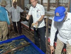 Udang Nenek Jadi Andalan Baru di Inhil, Dorong Ekonomi Nelayan Pesisir