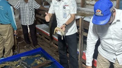 Udang Nenek Jadi Andalan Baru di Inhil, Dorong Ekonomi Nelayan Pesisir