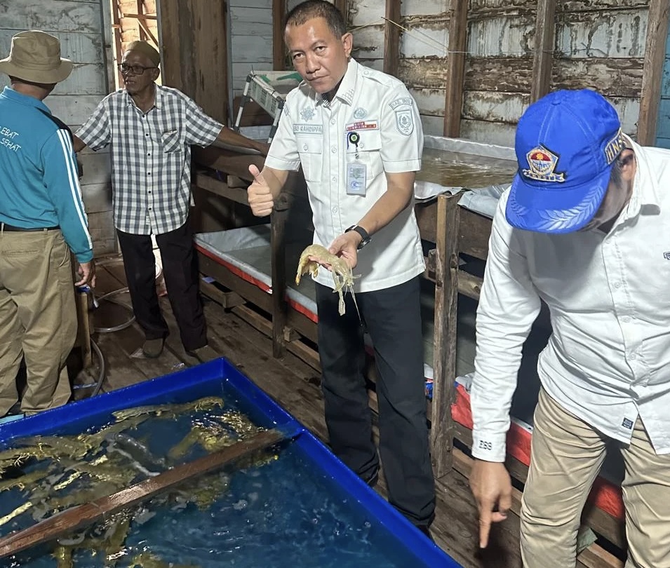 Udang Nenek Jadi Andalan Baru di Inhil, Dorong Ekonomi Nelayan Pesisir 1 IMG 9571