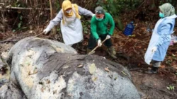 Jikalahari: Kematian Gajah di TNTN Bukti Kelalaian Korporasi, Negara Diminta Cabut Izin Konsesi