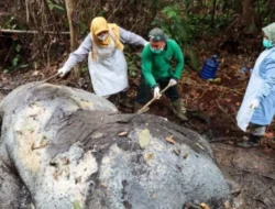 Jikalahari: Kematian Gajah di TNTN Bukti Kelalaian Korporasi, Negara Diminta Cabut Izin Konsesi