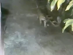 CCTV Ungkap Harimau Sumatera Berkeliaran di Rumah Warga Benteng Hulu-Siak