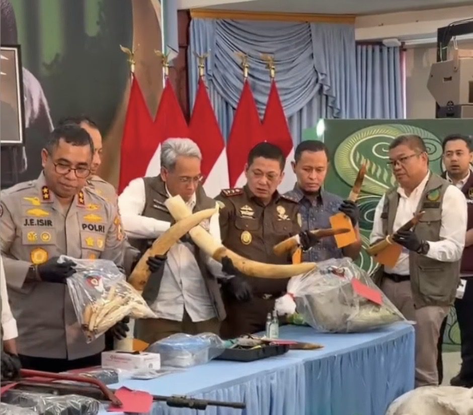 Gajah Ditembak di Pelalawan, Gading Dijual hingga Rp150 Juta dan Diolah Jadi Pipa Rokok Rp1,7 Juta 1 IMG 0283