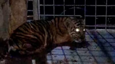 Anak Harimau Sumatera di Pelalawan Dievakuasi BBKSDA Riau Usai Mangsa Ternak Warga