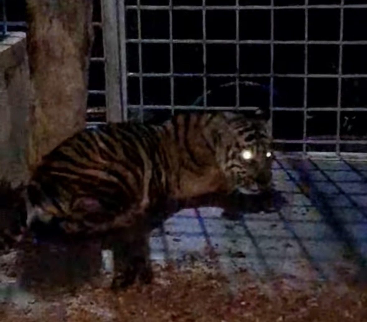 Anak Harimau Sumatera di Pelalawan Dievakuasi BBKSDA Riau Usai Mangsa Ternak Warga