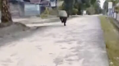 Penampakan Satwa Liar Tapir melintas di pemukiman warga Teluk Merbau, Dayun, Siak (istimewa) riauexpose.Com