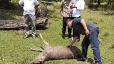 Penangkaran Rusa di Siak di satroni maling. Dia ekor Rusa Raib